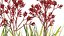 Grow FX - Anigozanthos flavidus - Kangaroo Paw 04