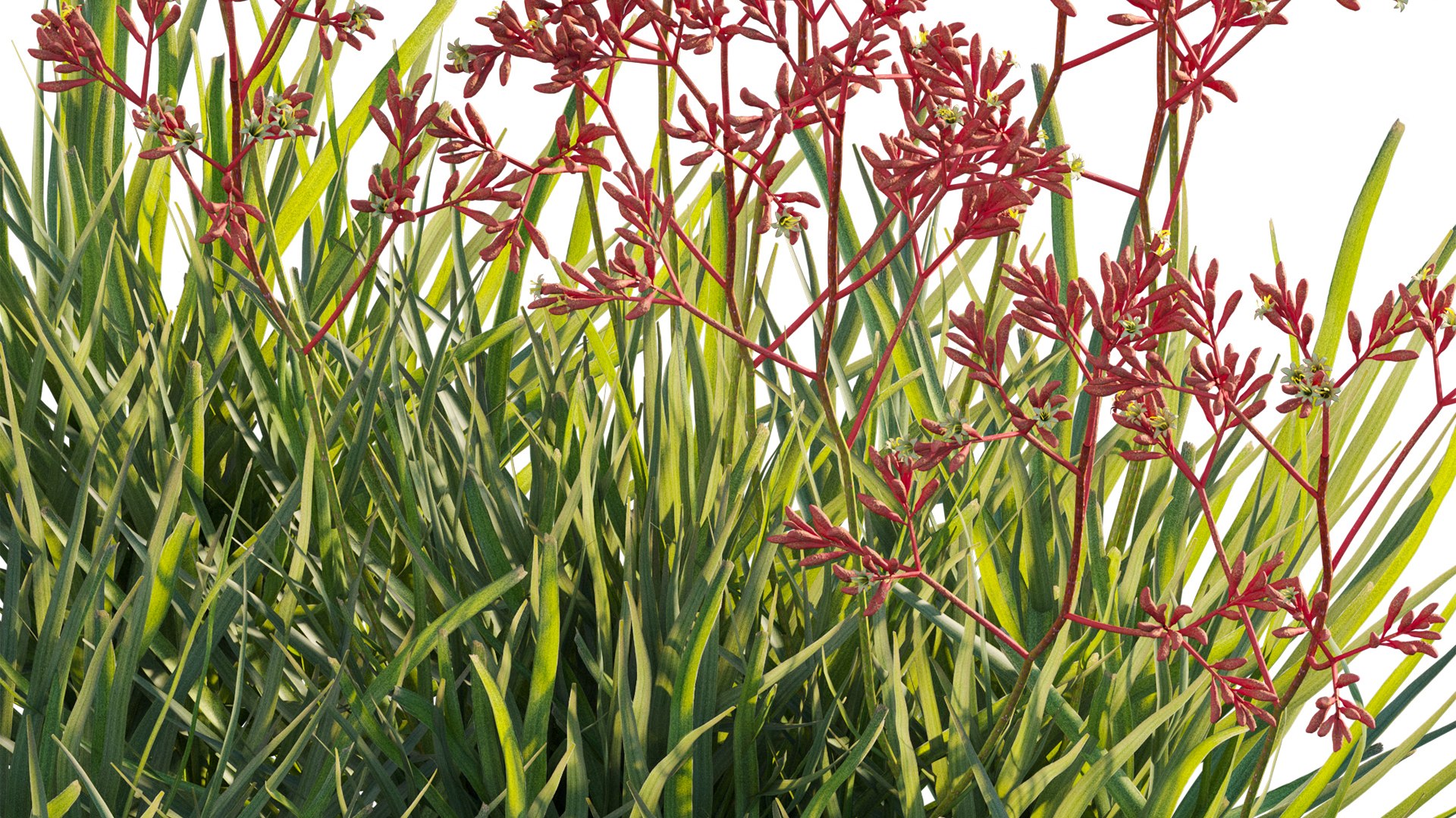 Grow FX - Anigozanthos flavidus - Kangaroo Paw 04 3D model https://p.turbosquid.com/ts-thumb/lr/km1qaQ/zK/3dtree_anigozanthosflavidus_04_11/jpg/1791363351/1920x1080/fit_q87/b8306cf6ef3cda9b7701d8533d9b6751dc7e7249/3dtree_anigozanthosflavidus_04_11.jpg