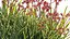 Grow FX - Anigozanthos flavidus - Kangaroo Paw 04