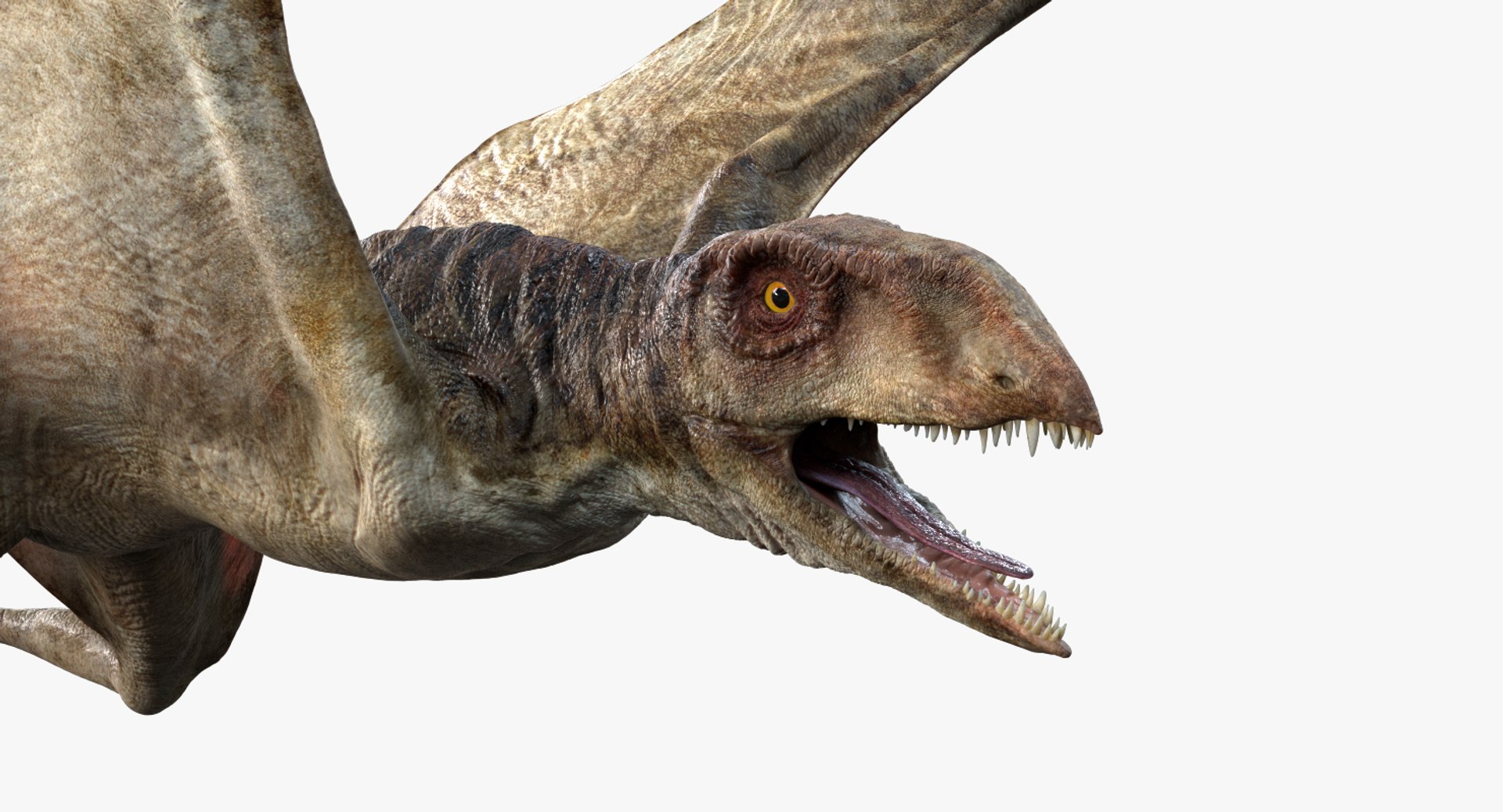3D v-ray rigged model https://p.turbosquid.com/ts-thumb/lr/l524fQ/hiDygw4W/06/jpg/1561343586/1920x1080/fit_q87/d32bbe787f4519ba2d45847e1ac58e725ac27f3d/06.jpg