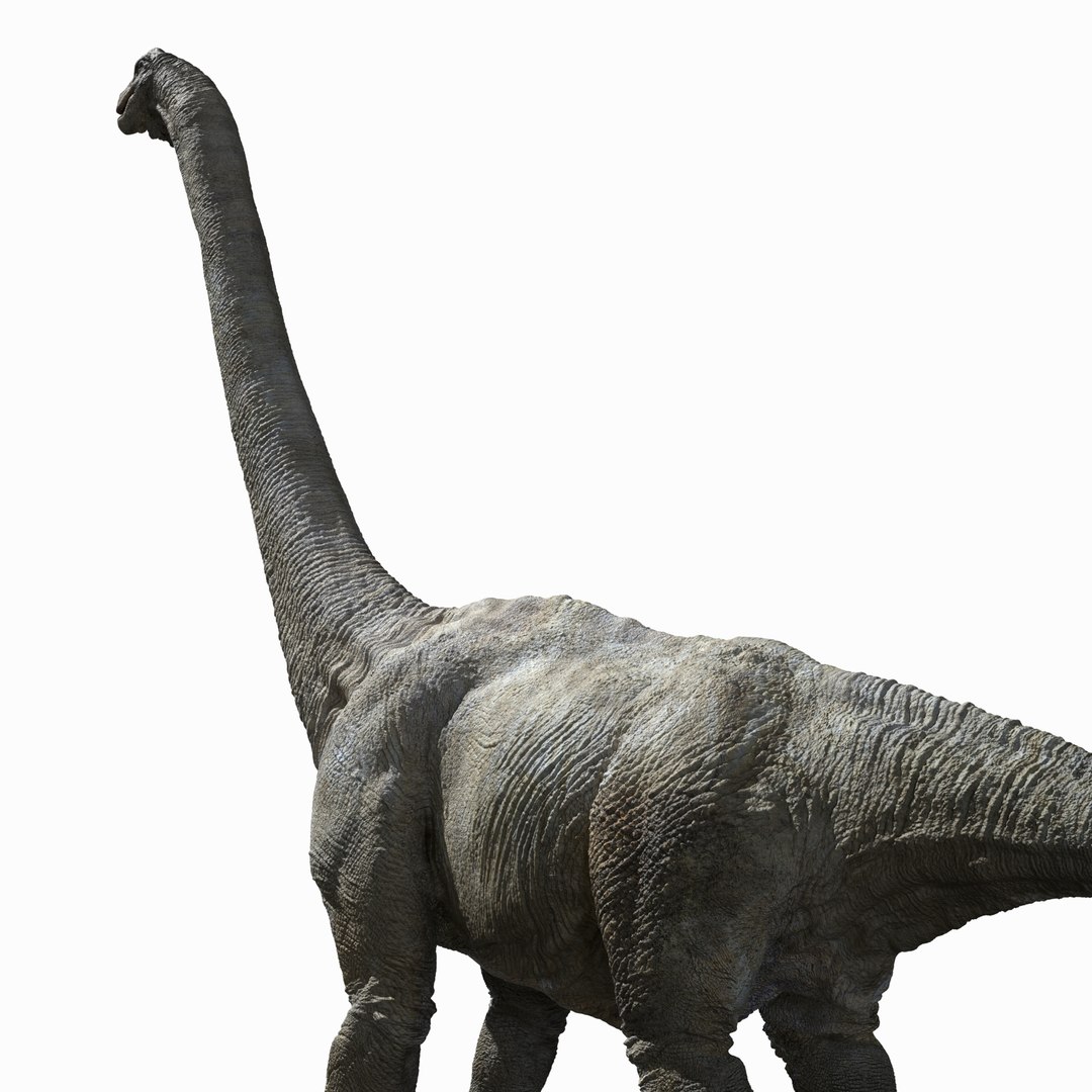 3D v-ray rigged model https://p.turbosquid.com/ts-thumb/lr/l524fQ/v0pynbN7/05/jpg/1561343282/1920x1080/fit_q87/2212b0b88052a44aa05bb6f0ab92ae210913d040/05.jpg