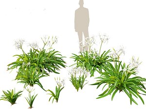 3D Hymenocallis littoralis - Spider Lily