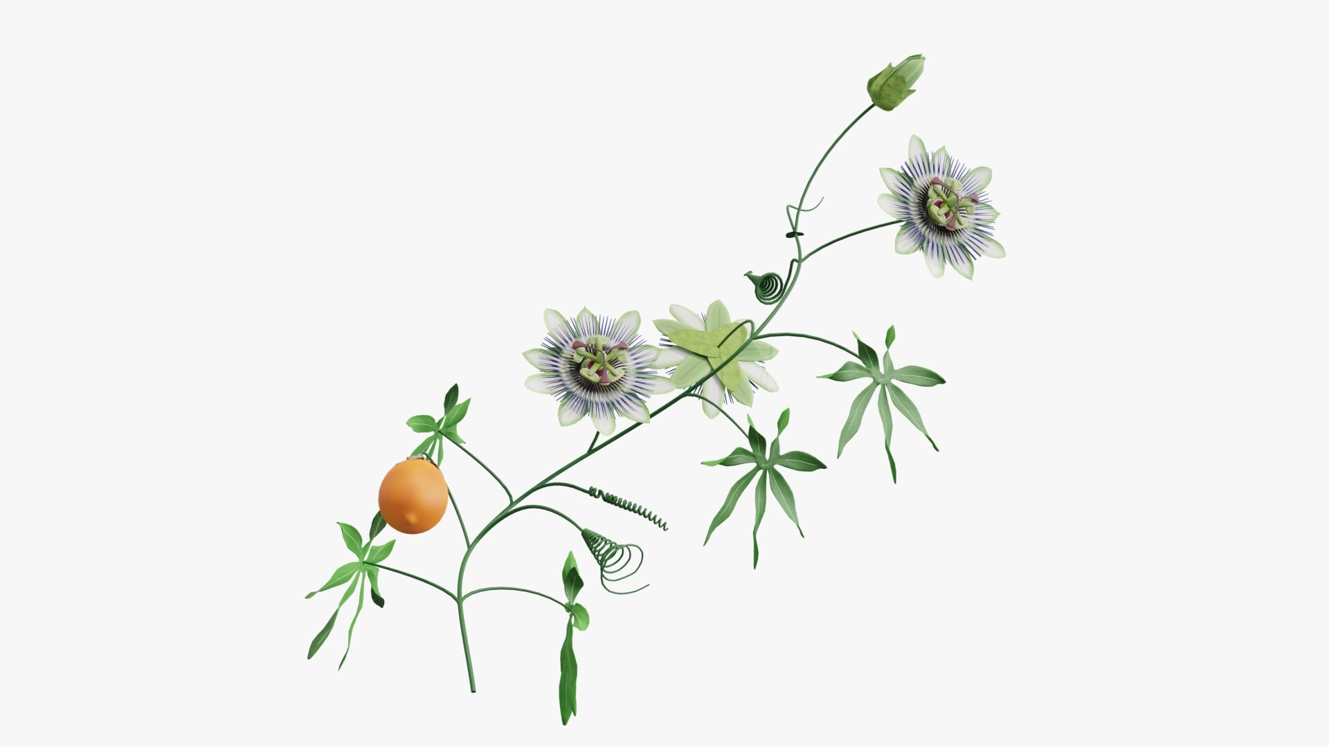 3D model Passion flower https://p.turbosquid.com/ts-thumb/lr/vBhpM2/7x/0001/jpg/1652730740/1920x1080/fit_q87/4e1d7e4dbb76c423f2391e210d9c36777eb27367/0001.jpg