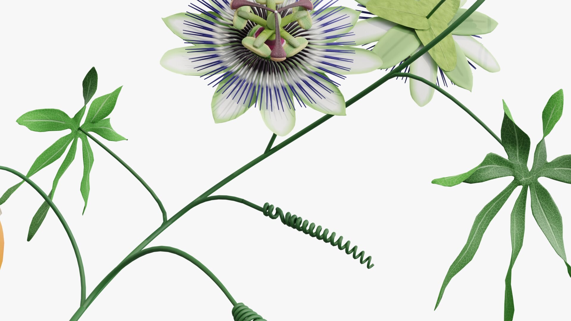 3D model Passion flower https://p.turbosquid.com/ts-thumb/lr/vBhpM2/EU/0016/jpg/1652730770/1920x1080/fit_q87/54c6a0517bf6278d052893737259b7081922f9ad/0016.jpg
