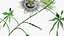 Passionsblume