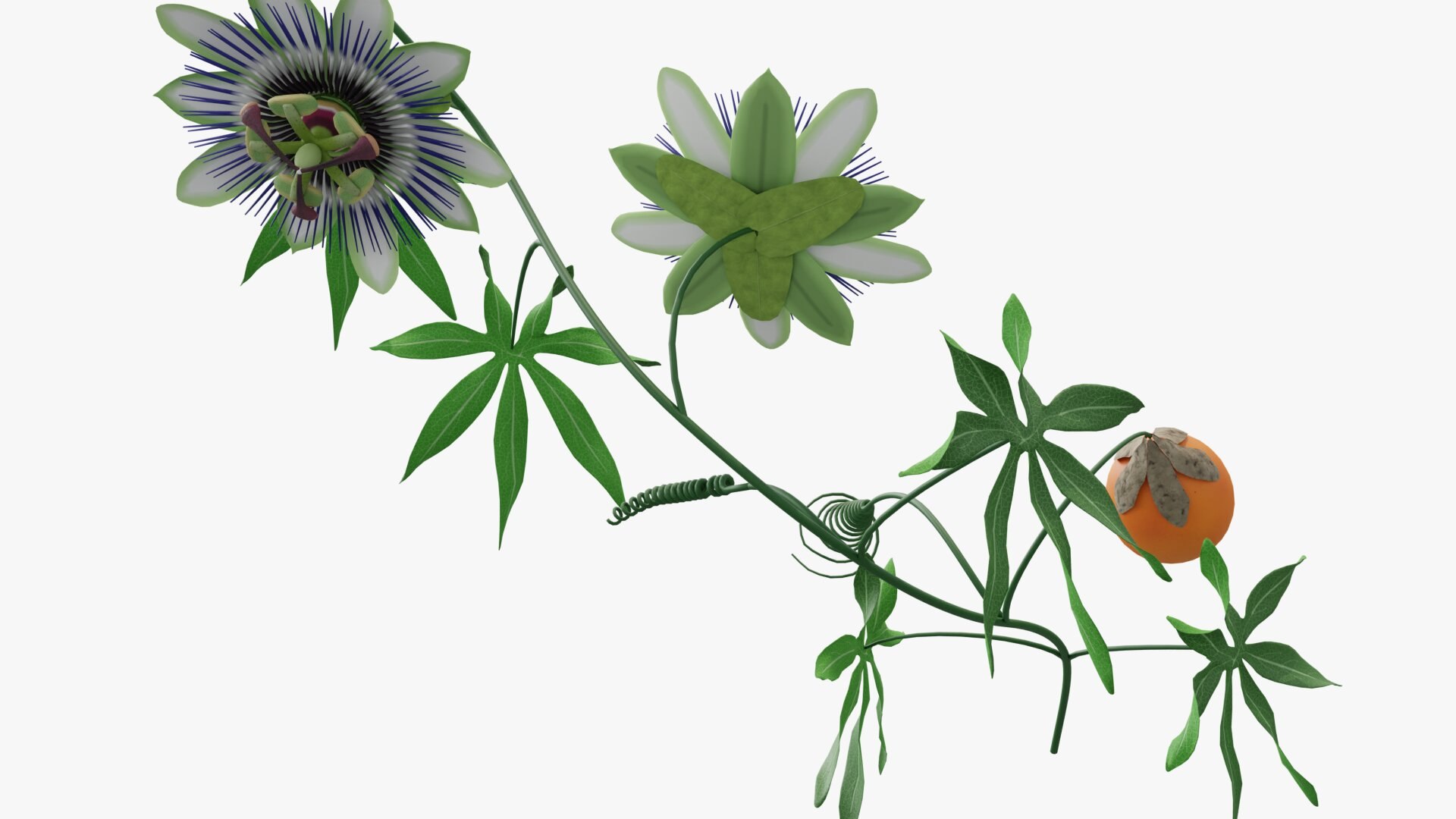 3D model Passion flower https://p.turbosquid.com/ts-thumb/lr/vBhpM2/Fw/0007/jpg/1652730743/1920x1080/fit_q87/f2d0562e62ba411e6f319e23d16d6ec23d8a7f17/0007.jpg