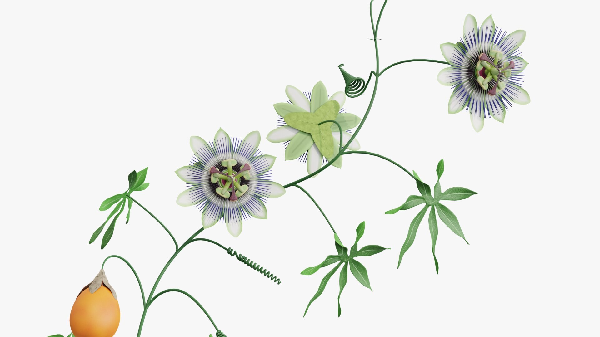 3D model Passion flower https://p.turbosquid.com/ts-thumb/lr/vBhpM2/GI/0002/jpg/1652730740/1920x1080/fit_q87/84bc7694252b2f01c33ea1b700fe92e03687cbe0/0002.jpg