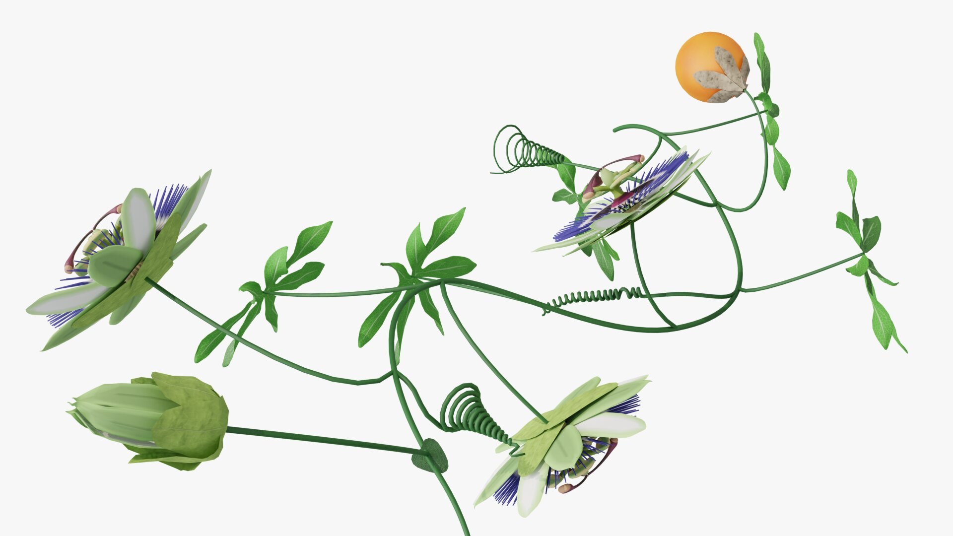 3D model Passion flower https://p.turbosquid.com/ts-thumb/lr/vBhpM2/Kr/0015/jpg/1652730771/1920x1080/fit_q87/e7600bc3ebb85f7eebee4067d48e74ef6fcf9c2c/0015.jpg