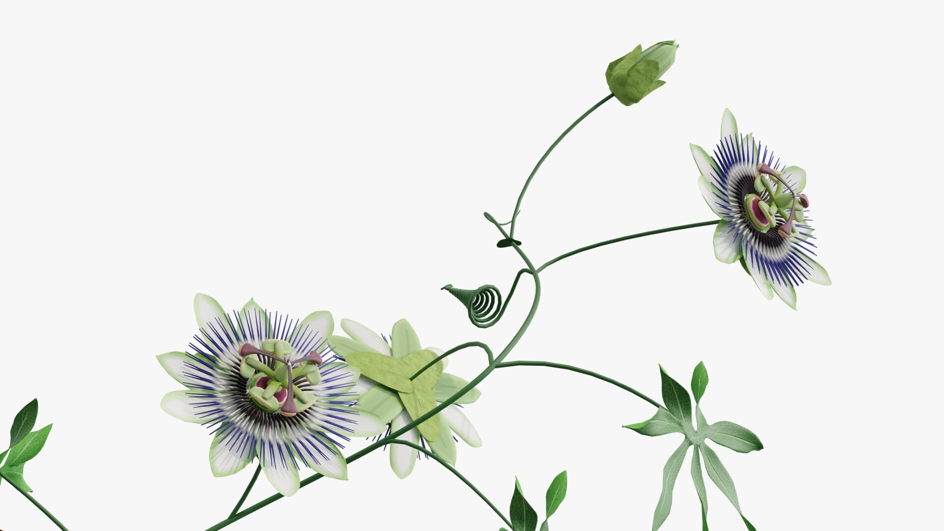3D model Passion flower https://p.turbosquid.com/ts-thumb/lr/vBhpM2/MI/0003/jpg/1652730741/1920x1080/fit_q87/d1f178d0f564aa974a02b2cd801d2f9476f93157/0003.jpg