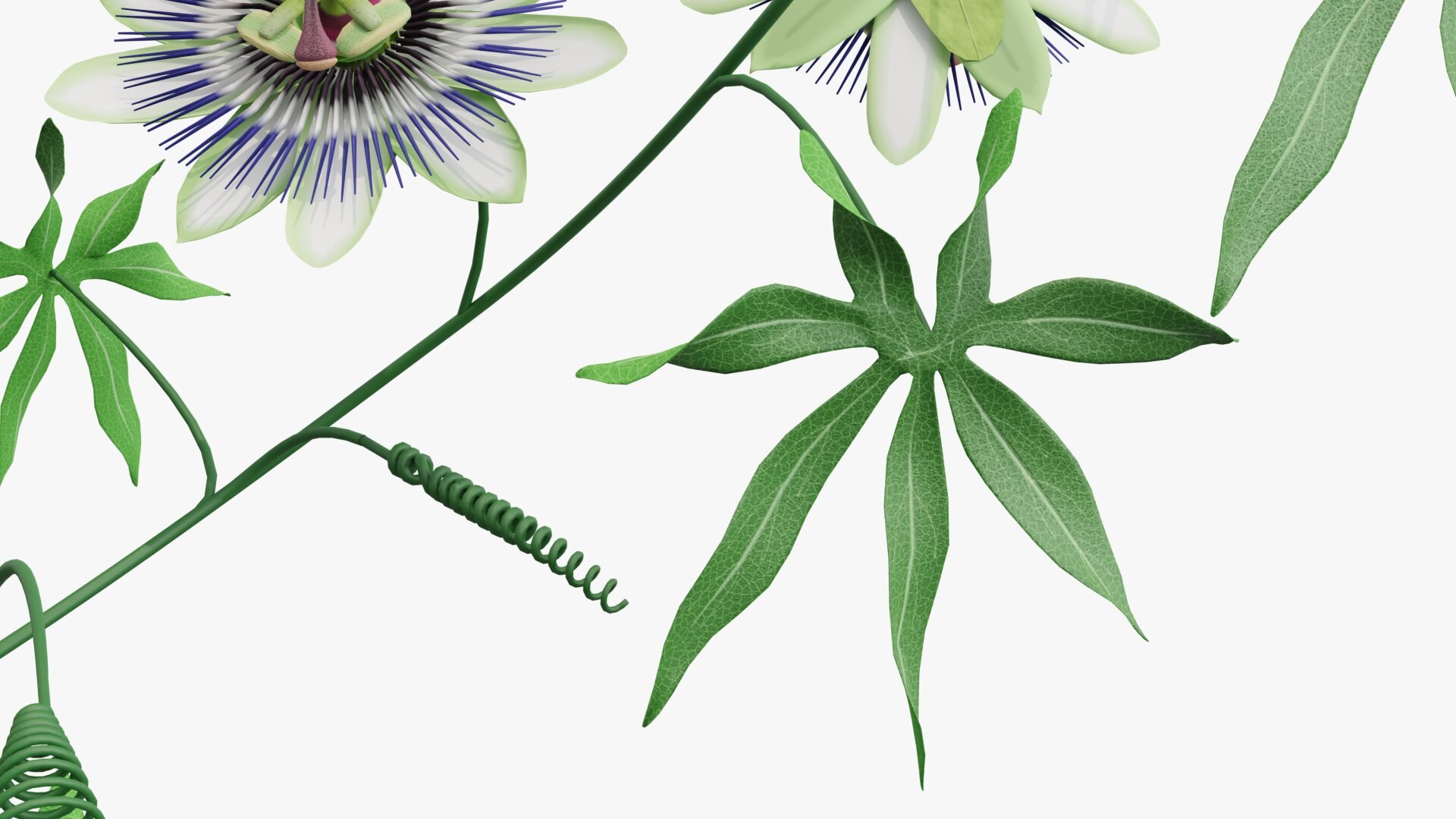 3D model Passion flower https://p.turbosquid.com/ts-thumb/lr/vBhpM2/O6/0008/jpg/1652730747/1920x1080/fit_q87/9a8f57726ad2769f1061faff19a465d6febce937/0008.jpg