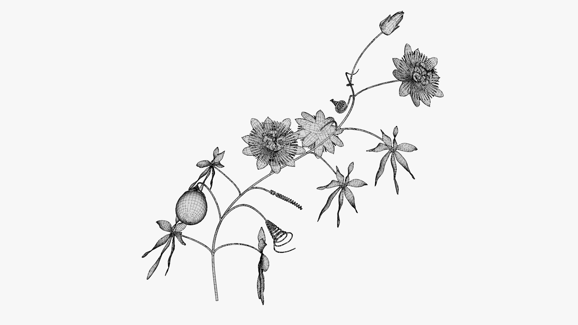 3D model Passion flower https://p.turbosquid.com/ts-thumb/lr/vBhpM2/QY/0019/jpg/1652730774/1920x1080/fit_q87/ed476d86db537513472f49273174de5ec764dde0/0019.jpg