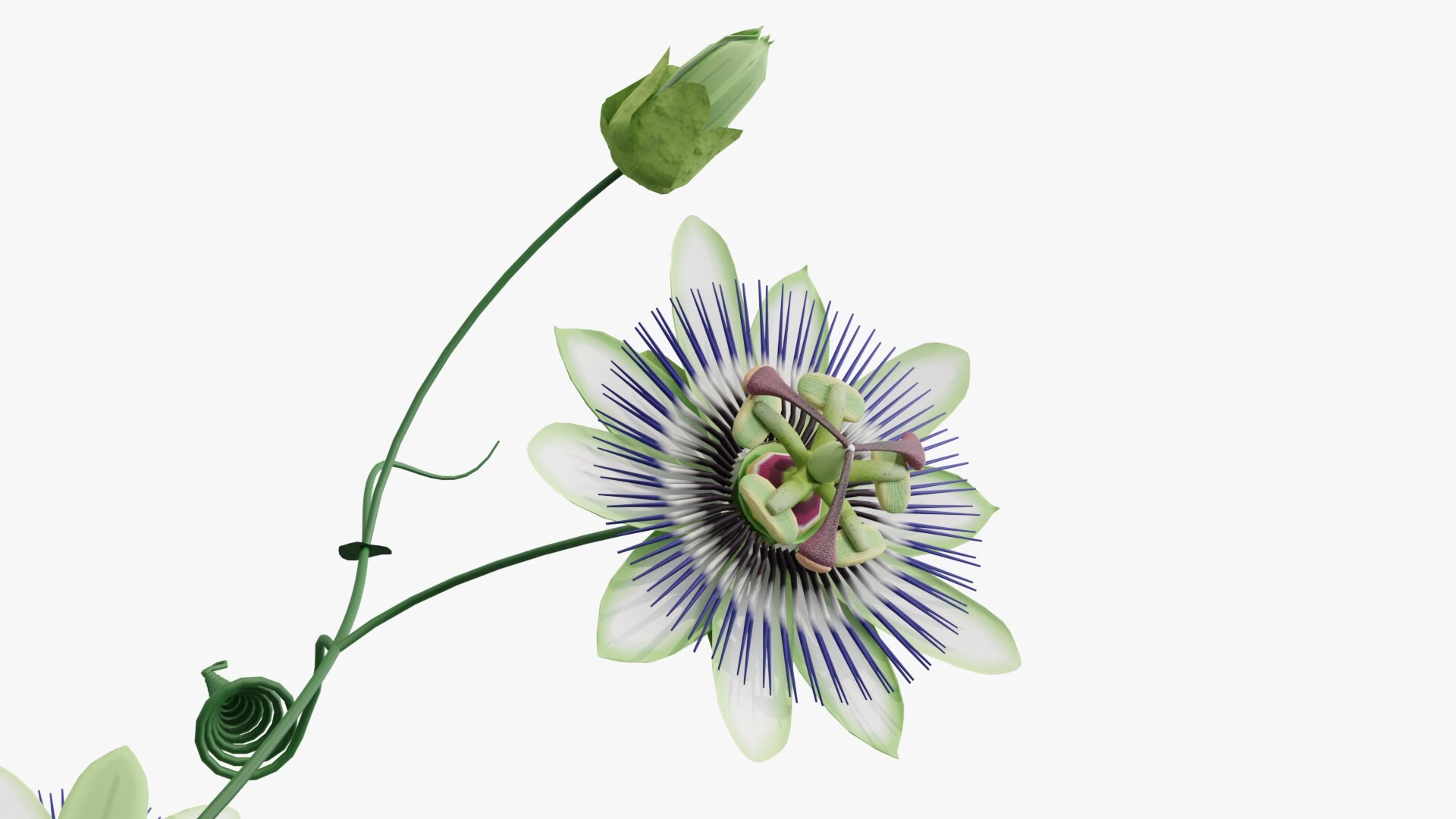 3D model Passion flower https://p.turbosquid.com/ts-thumb/lr/vBhpM2/Sy/0004/jpg/1652730741/1920x1080/fit_q87/2ecb77f67c8302aadc80b3b0cb6557cf9259791f/0004.jpg