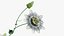 Passionsblume
