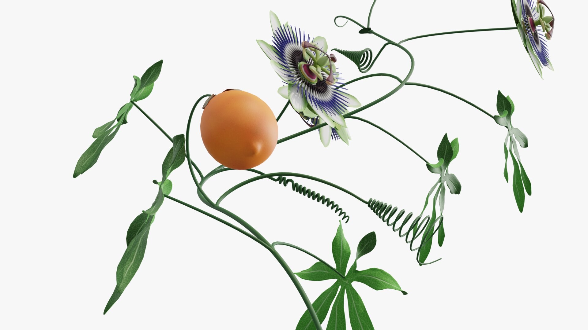 3D model Passion flower https://p.turbosquid.com/ts-thumb/lr/vBhpM2/XA/0006/jpg/1652730743/1920x1080/fit_q87/a6eeb6a6ab7fabd8740cf62e2570c47727d0c517/0006.jpg