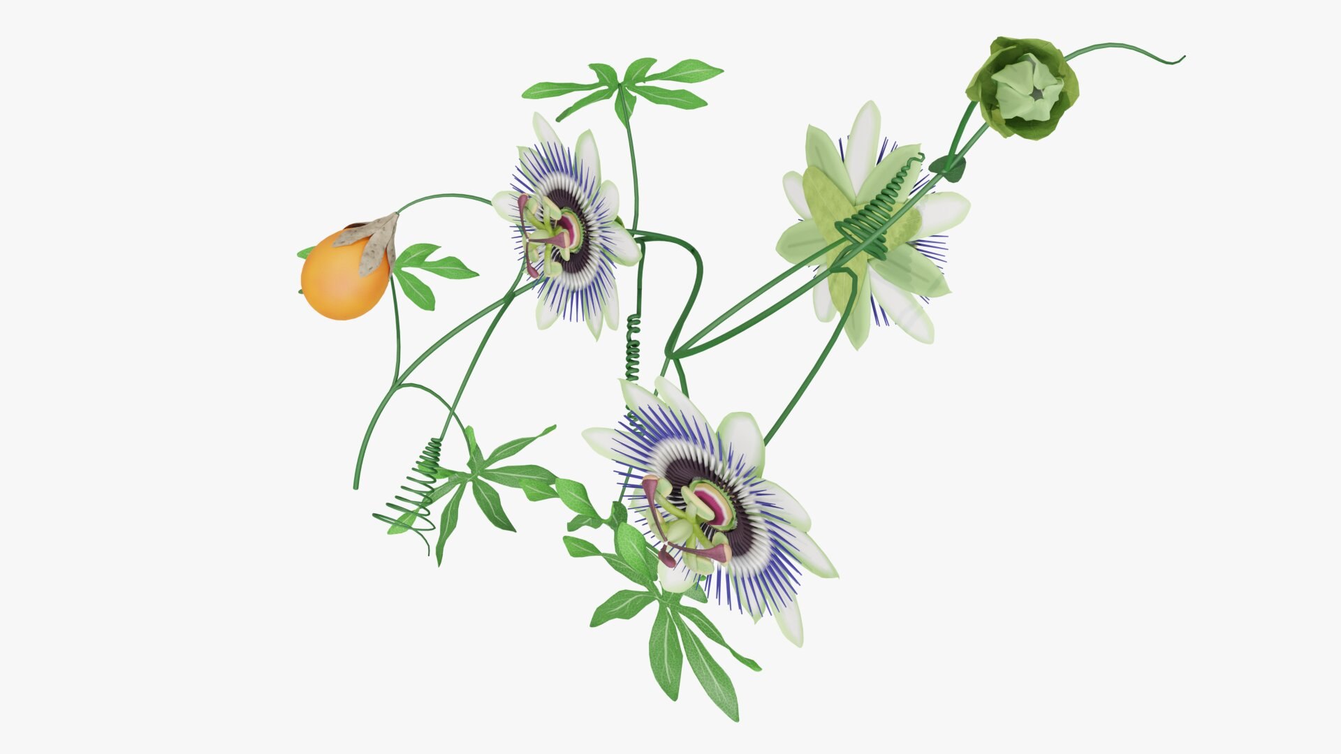 3D model Passion flower https://p.turbosquid.com/ts-thumb/lr/vBhpM2/ZW/0013/jpg/1652730746/1920x1080/fit_q87/ba7842e700b8315351623e4b4888fd6e743c3eba/0013.jpg