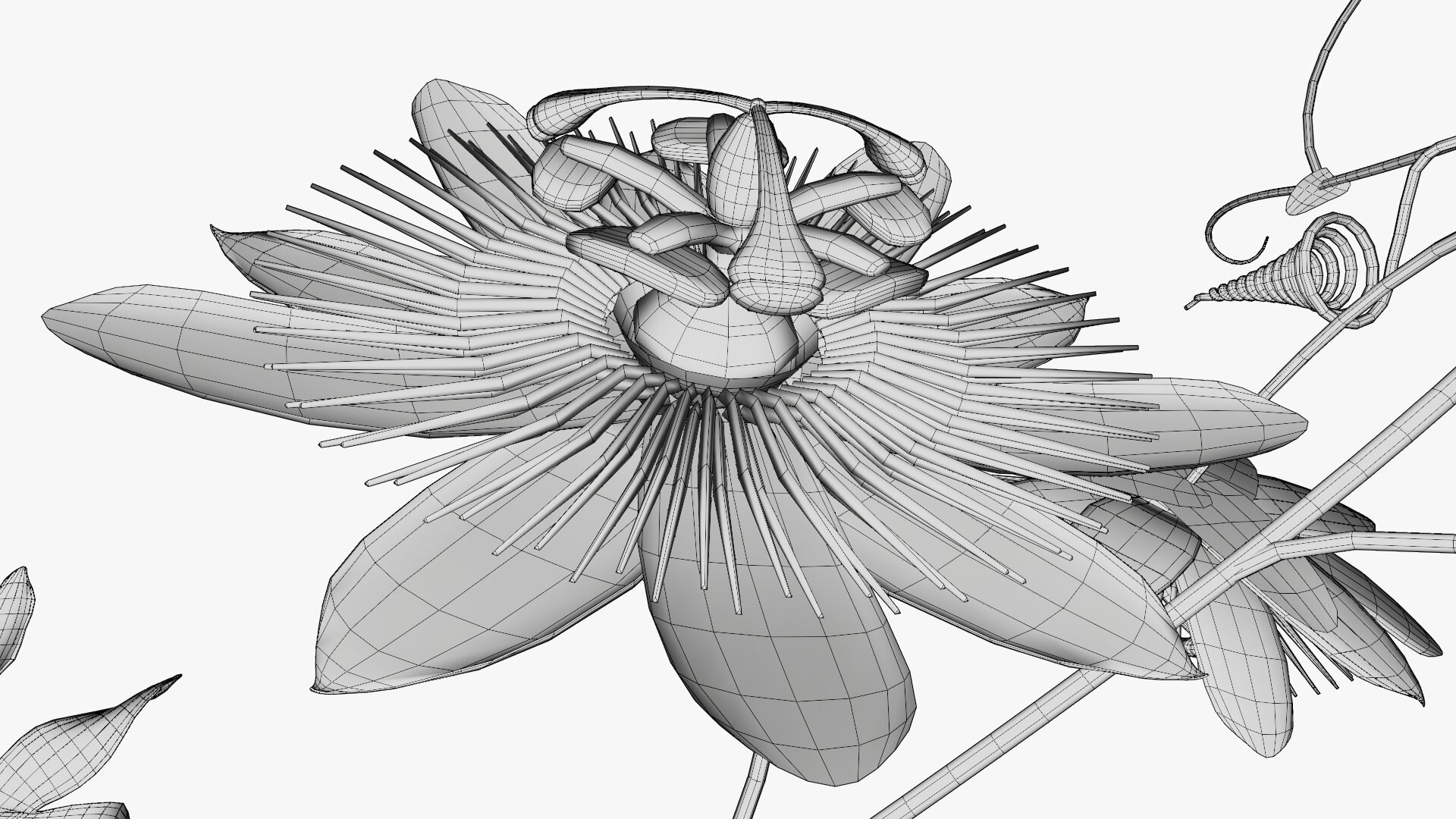 3D model Passion flower https://p.turbosquid.com/ts-thumb/lr/vBhpM2/bZ/0022/jpg/1652730767/1920x1080/fit_q87/9d5c7e90788a070eae4981eb5a5c4473216fc424/0022.jpg