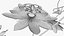 Passionsblume