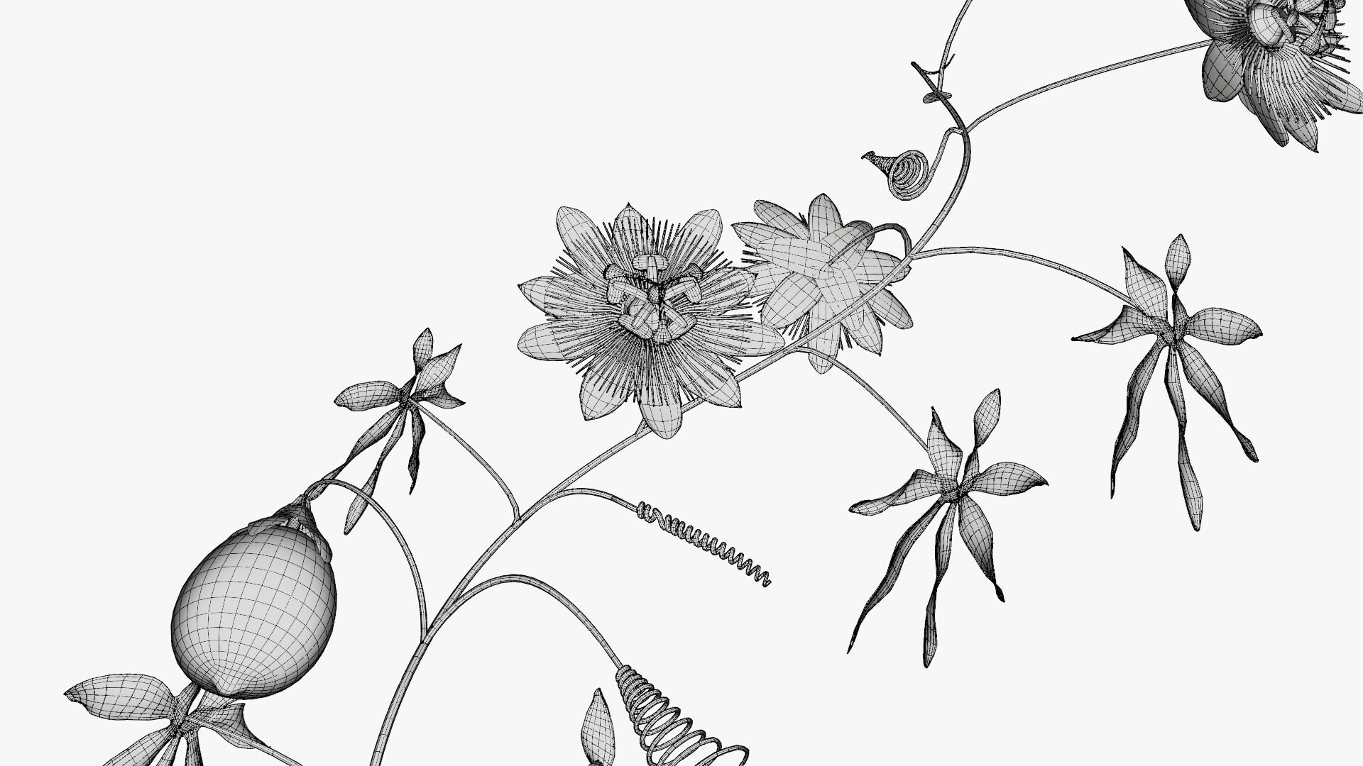 3D model Passion flower https://p.turbosquid.com/ts-thumb/lr/vBhpM2/fi/0020/jpg/1652730752/1920x1080/fit_q87/79016f633195a6fca0d03bd4ae53fe0011d90dcd/0020.jpg