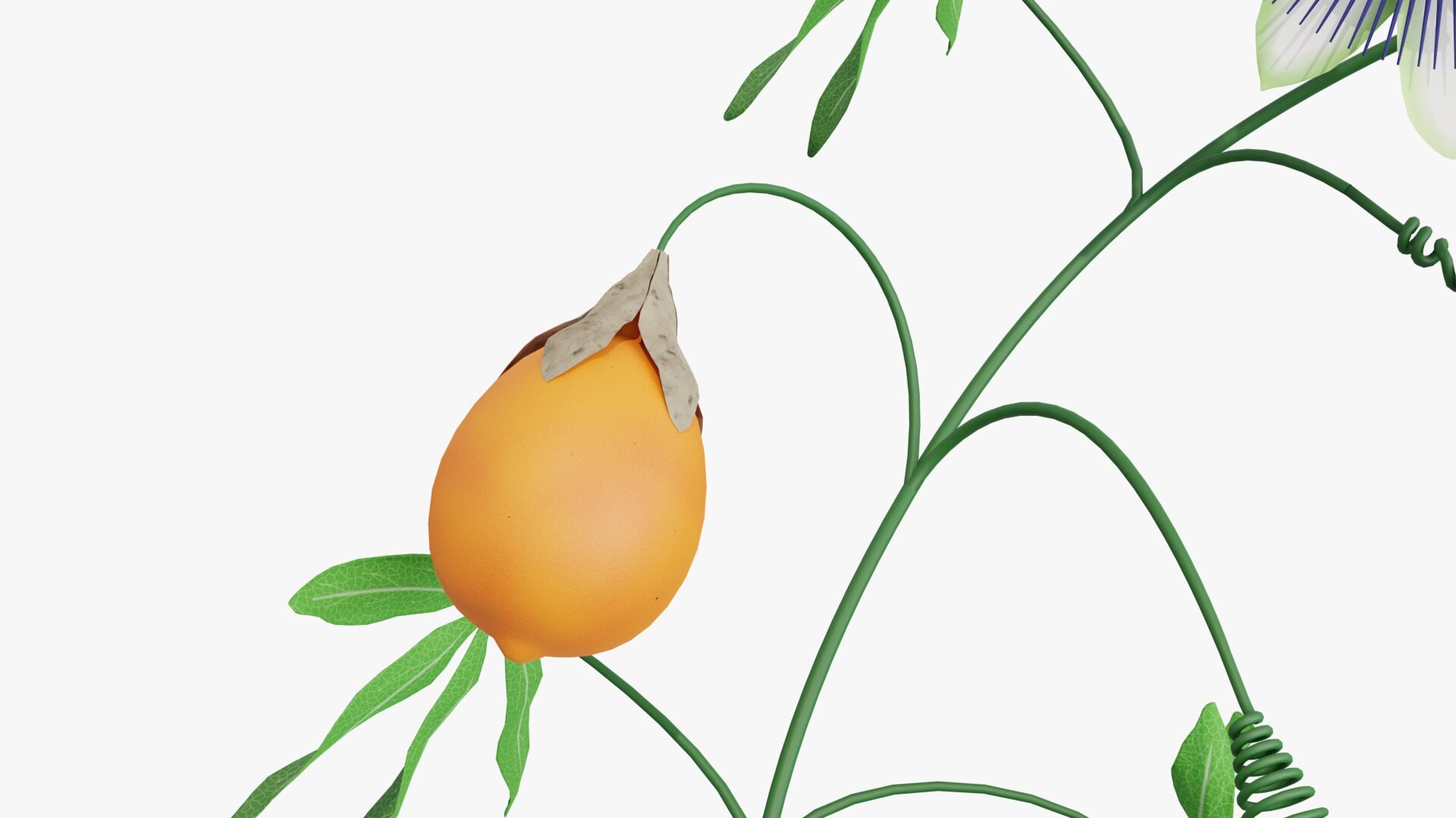 3D model Passion flower https://p.turbosquid.com/ts-thumb/lr/vBhpM2/gq/0012/jpg/1652730744/1920x1080/fit_q87/cba7ca1de1cf42a326d07fbb5db2d7f4a353fa7c/0012.jpg