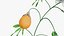 Passionsblume
