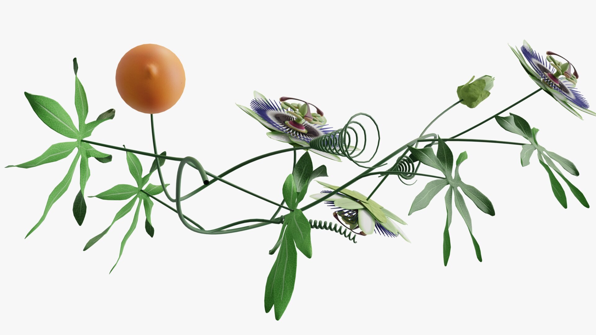 3D model Passion flower https://p.turbosquid.com/ts-thumb/lr/vBhpM2/hN/0014/jpg/1652730746/1920x1080/fit_q87/519ff3b6e03fbe9253ae4061ff40614b05d123bf/0014.jpg