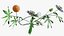 Passionsblume