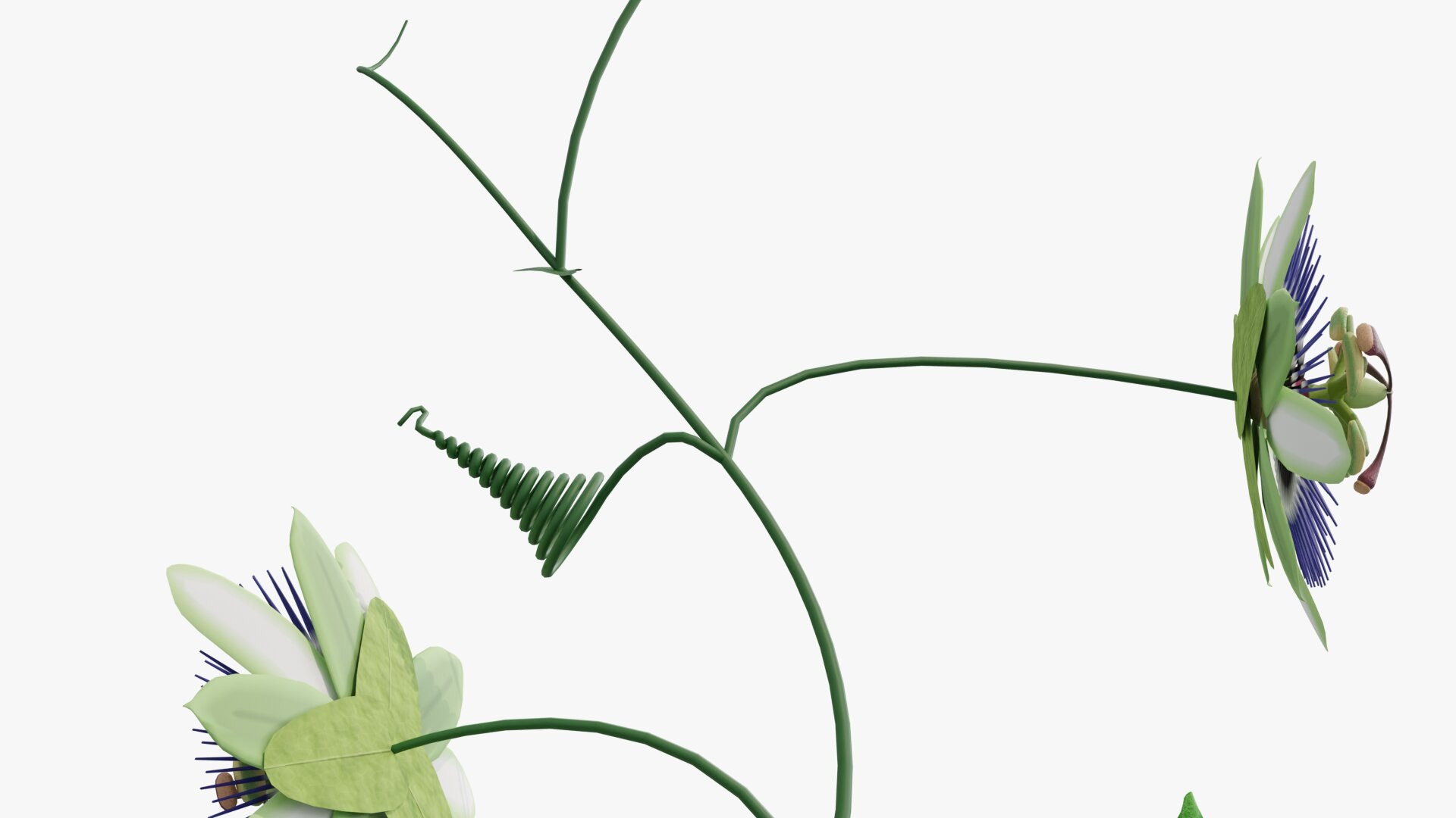 3D model Passion flower https://p.turbosquid.com/ts-thumb/lr/vBhpM2/iR/0010/jpg/1652730744/1920x1080/fit_q87/cad58aaba627ff1c6dd511eecefe5e3d357be042/0010.jpg