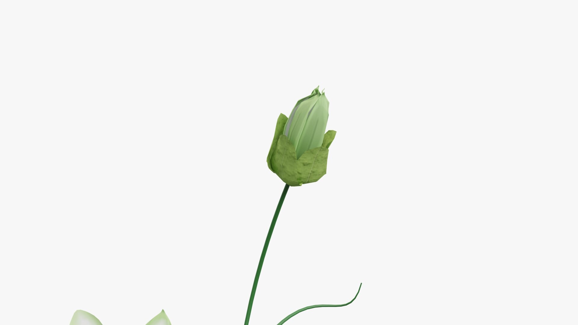 3D model Passion flower https://p.turbosquid.com/ts-thumb/lr/vBhpM2/jp/0009/jpg/1652730744/1920x1080/fit_q87/76fdcce5a0b8a766acd71a0f0afcbc60d988f2ac/0009.jpg
