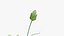 Passionsblume