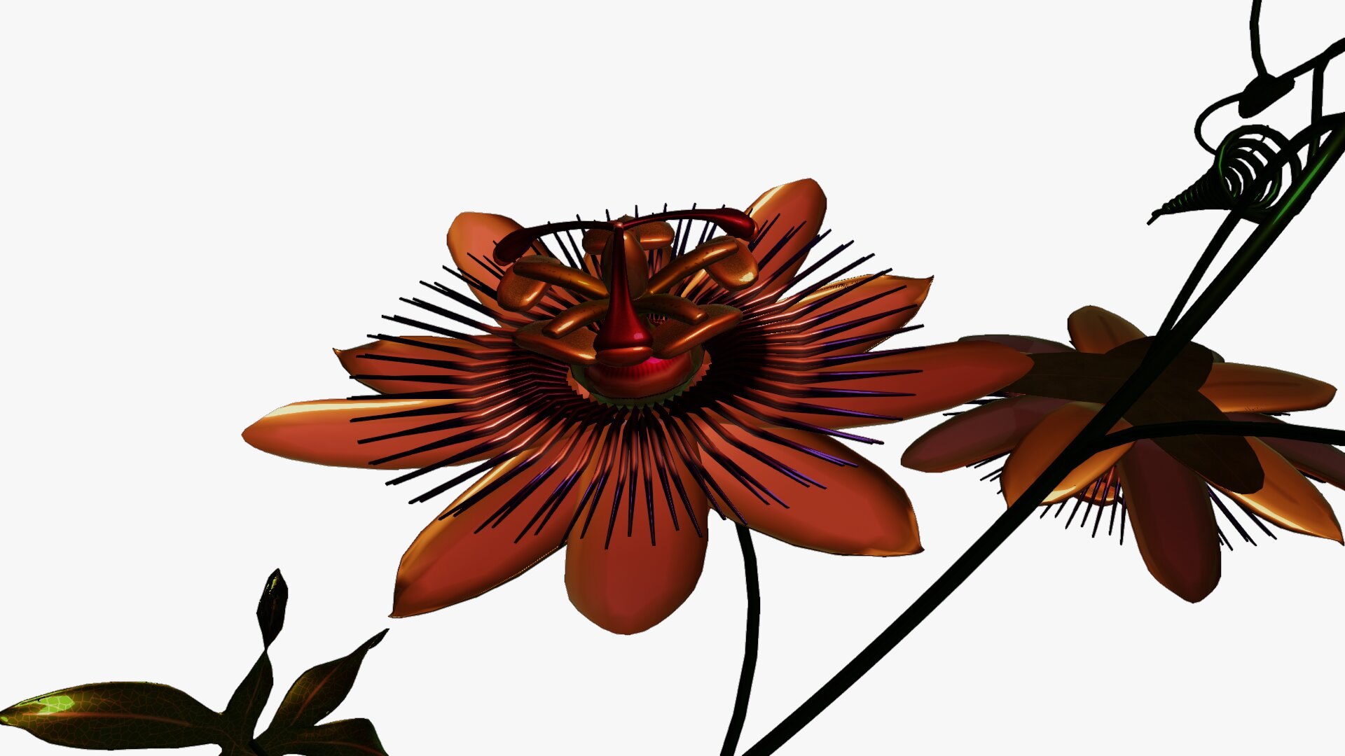 3D model Passion flower https://p.turbosquid.com/ts-thumb/lr/vBhpM2/ke/0030/jpg/1652730774/1920x1080/fit_q87/76e42cd58ea60d4c9d79a7c0445063235f514b68/0030.jpg