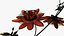 Passionsblume