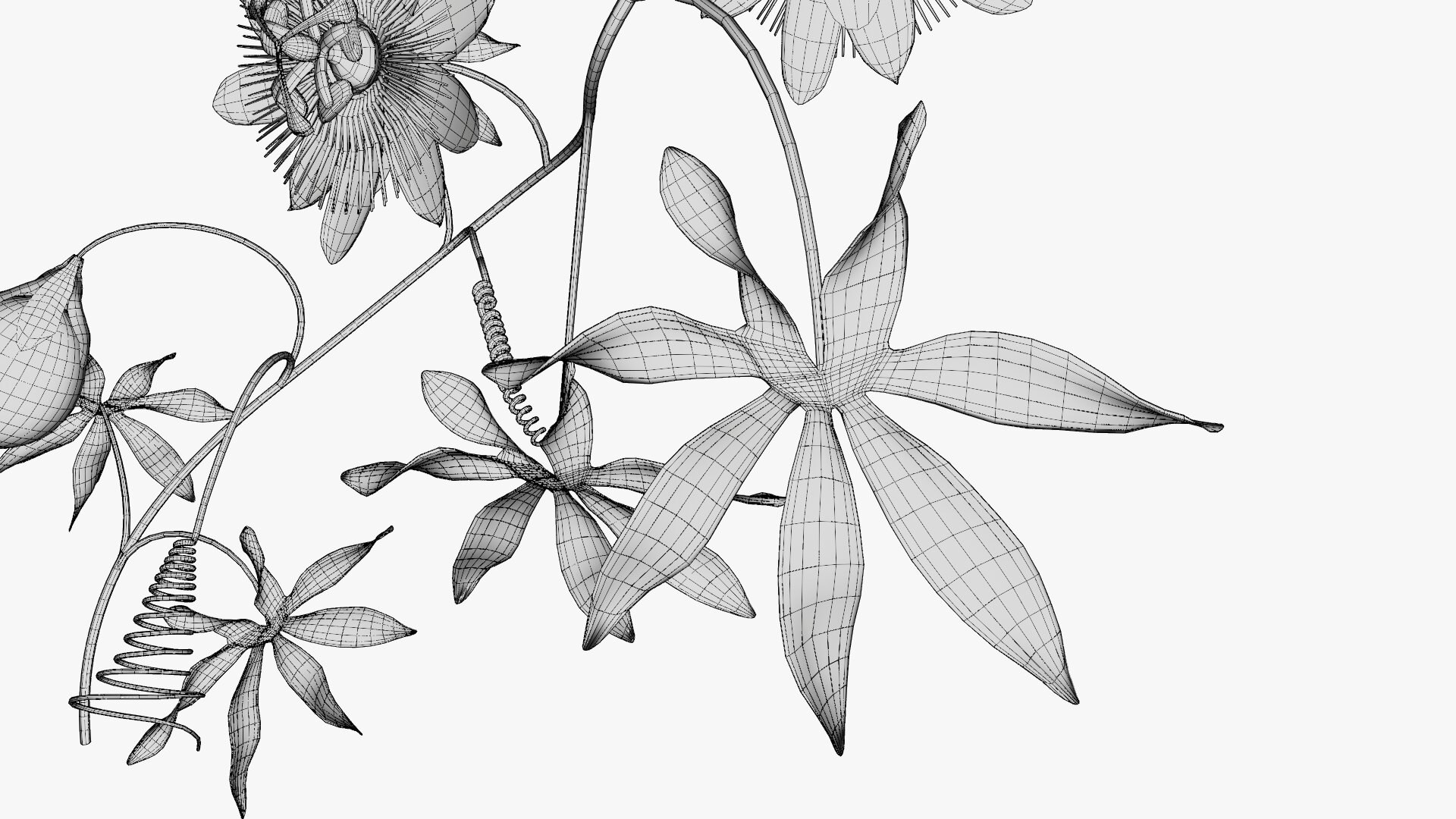 3D model Passion flower https://p.turbosquid.com/ts-thumb/lr/vBhpM2/lz/0025/jpg/1652730767/1920x1080/fit_q87/c923238cf90c0d8c58b5d5c3e69a65643d00a19c/0025.jpg