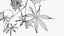 Passionsblume