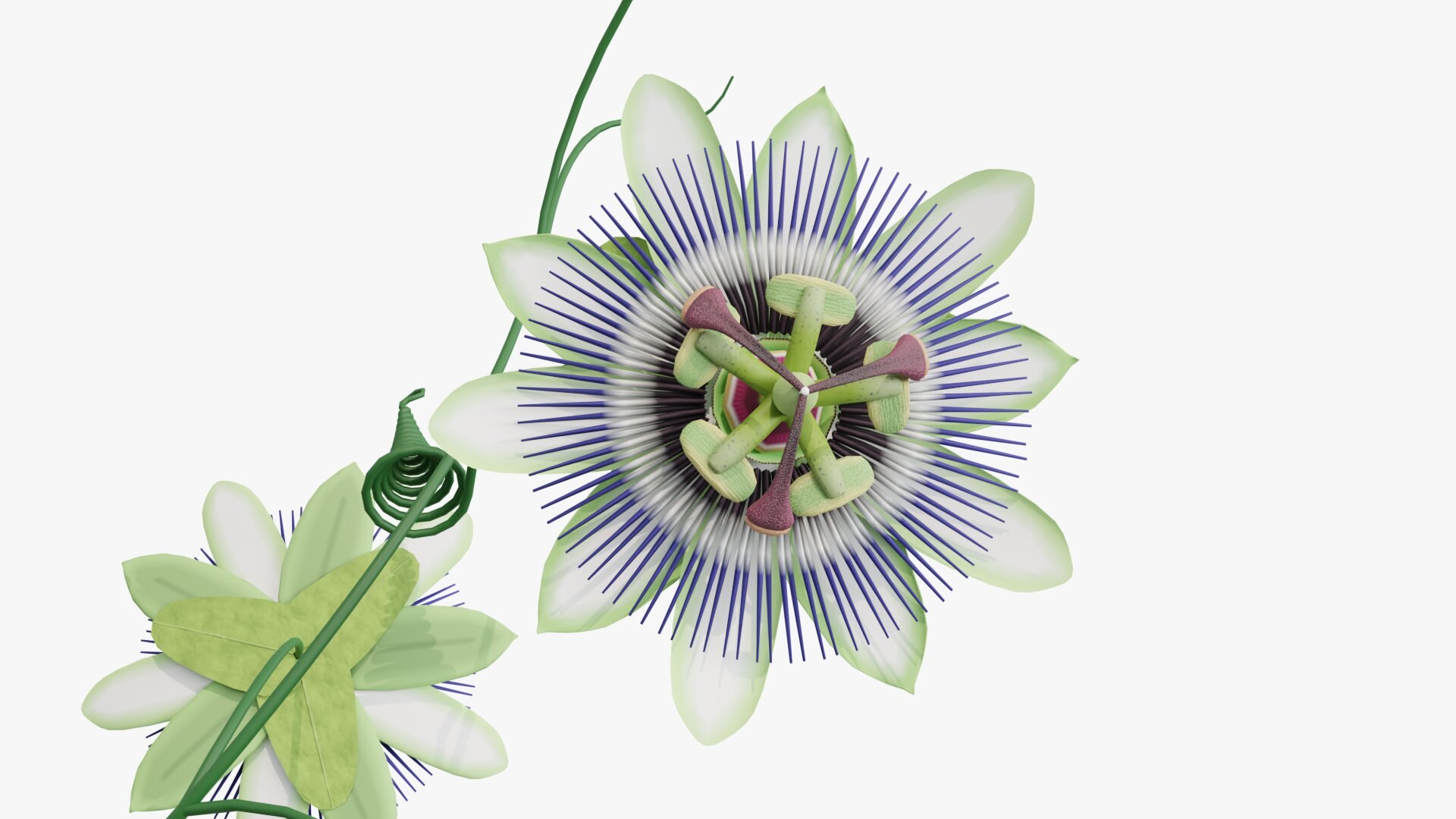 3D model Passion flower https://p.turbosquid.com/ts-thumb/lr/vBhpM2/ps/0011/jpg/1652730746/1920x1080/fit_q87/ec1f62e9f8e60fcfdeec00e2c5103d40bd6a6d37/0011.jpg