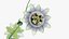 Passionsblume