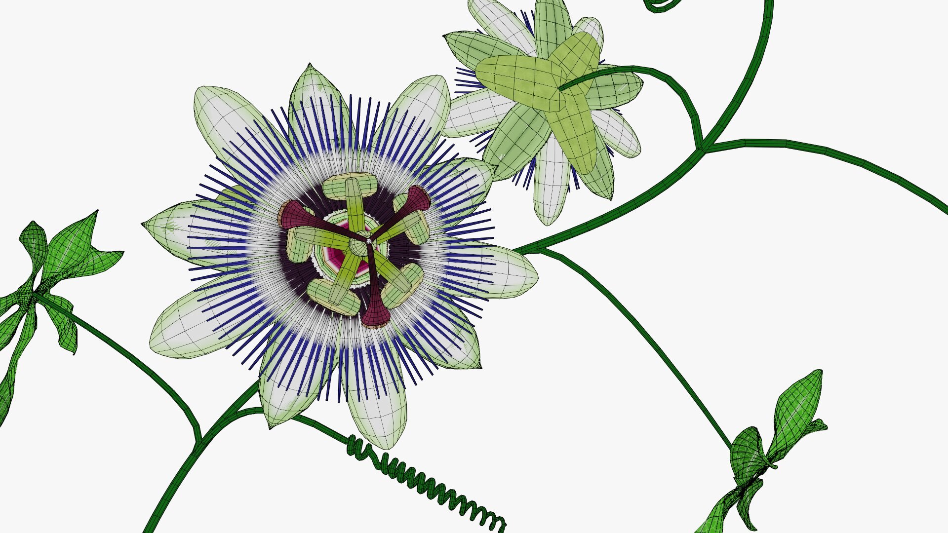 3D model Passion flower https://p.turbosquid.com/ts-thumb/lr/vBhpM2/xQ/0029/jpg/1652730775/1920x1080/fit_q87/831a2b093f2edfa98de25d94c341e064547f1708/0029.jpg