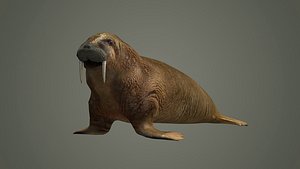 walrus large flippered marine mammal arctic ocean atlantic 3D model
