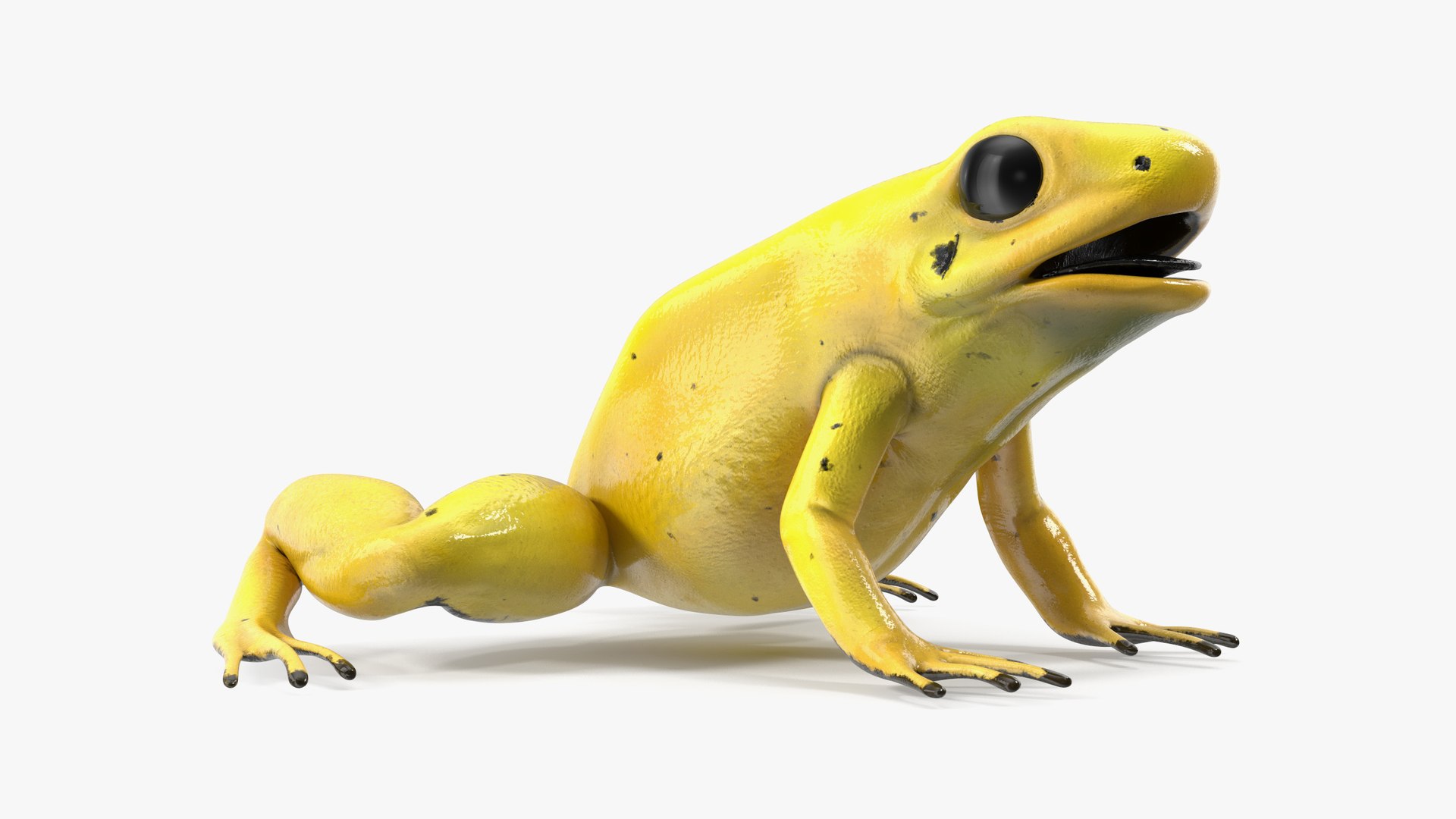 Golden Dart Frog Rigged for Cinema 4D 3D model for industrial visualization, technical presentation, simulation, product rendering, and animation