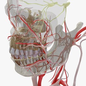 3D Orofacial Anatomy with Blood and Nerve Supply