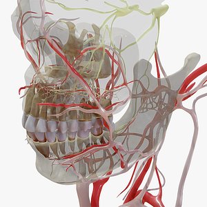 Orofacial Anatomy with Blood and Nerve Supply