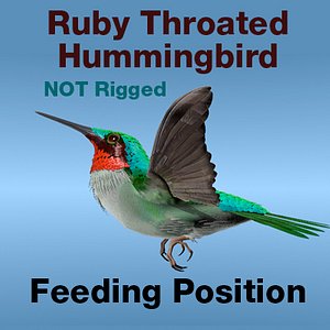 Ruby Throated Hummingbird, Feeding Position.
