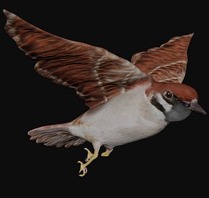 Rigged low poly flying Bird Sparrow