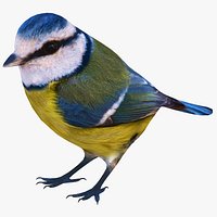 Blue Tit Bird
