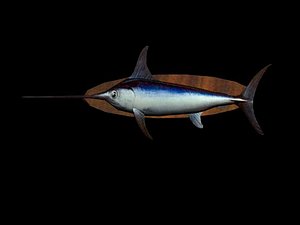 Swordfish