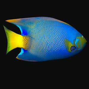3D queen angelfish