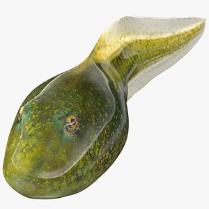 3D model rigged tadpole