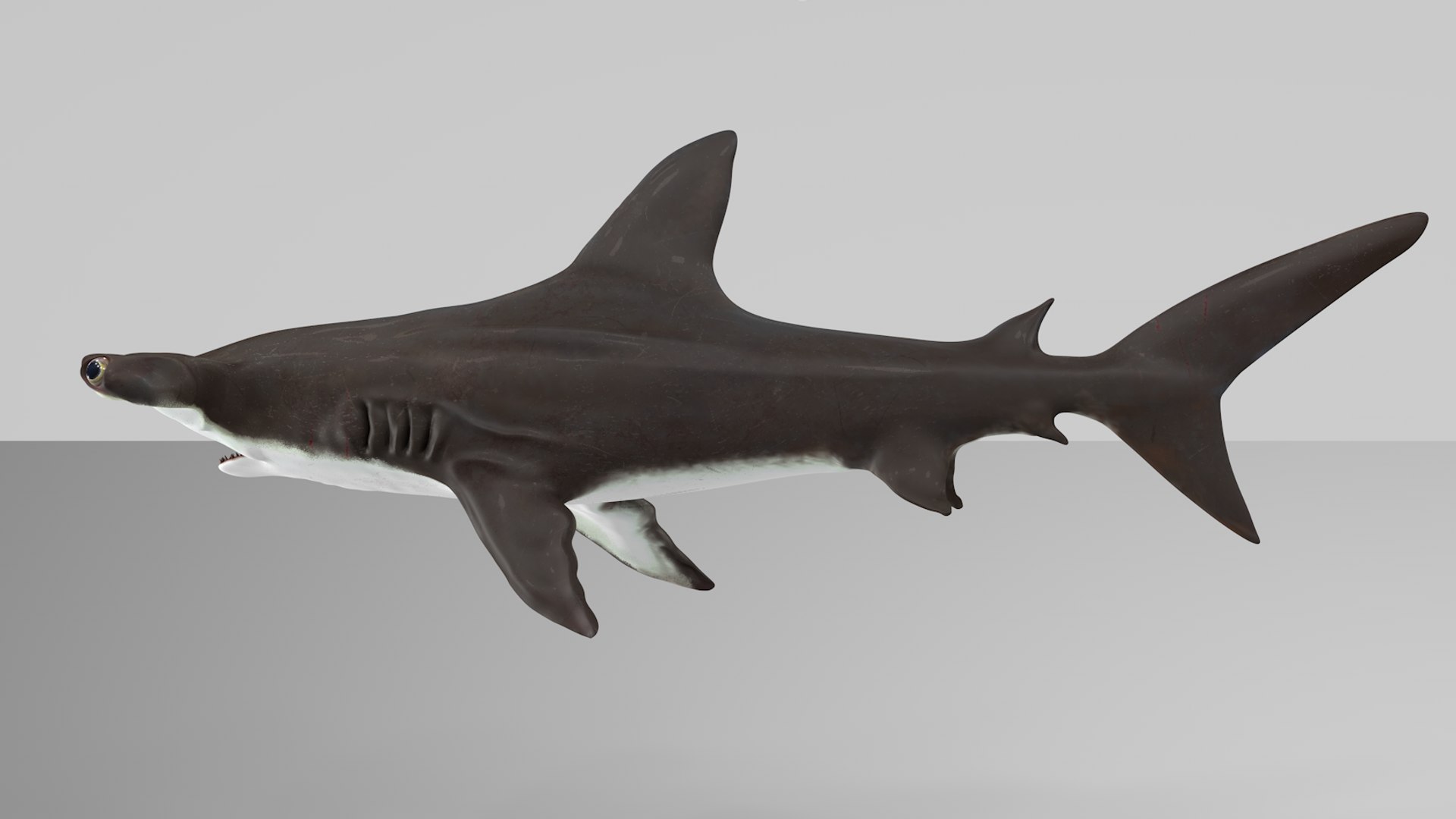 3D hammerhead shark rigged l593 model https://p.turbosquid.com/ts-thumb/ls/r1IIcc/0BPIAy1w/6/png/1582497387/1920x1080/fit_q87/b2a7f6f4f1372b0208aa3b700013059977b0a92b/6.jpg