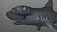 Hammerhead Shark Rigged L593