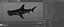 Hammerhead Shark Rigged L593