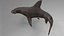 Hammerhead Shark Rigged L593